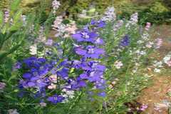 Delphinium ajacis